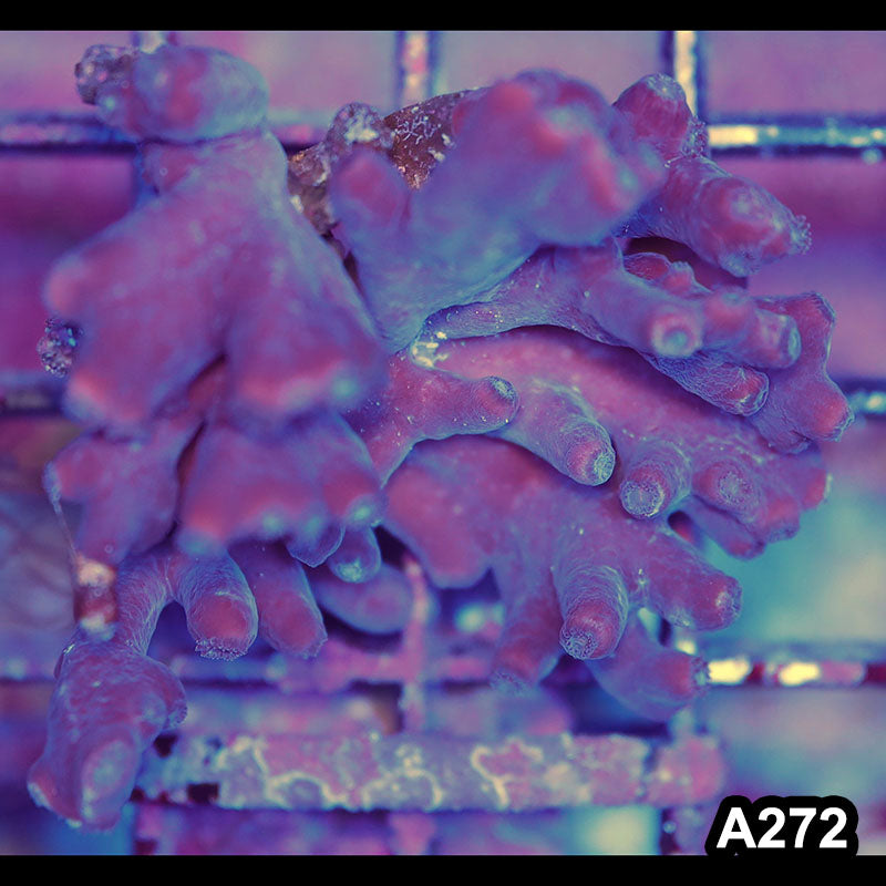 Item#A272LP2272(S) WYSIWYG Australian Turbinaria Heronensis Large Frag