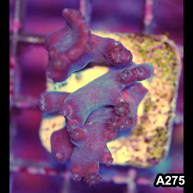 Item#A275LP2275(S) WYSIWYG Australian Turbinaria Heronensis Large Frag