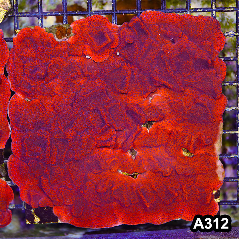 Item#A312SP2312(L) WYSIWYG Cultured Mystic Sunset Montipora Large Colony