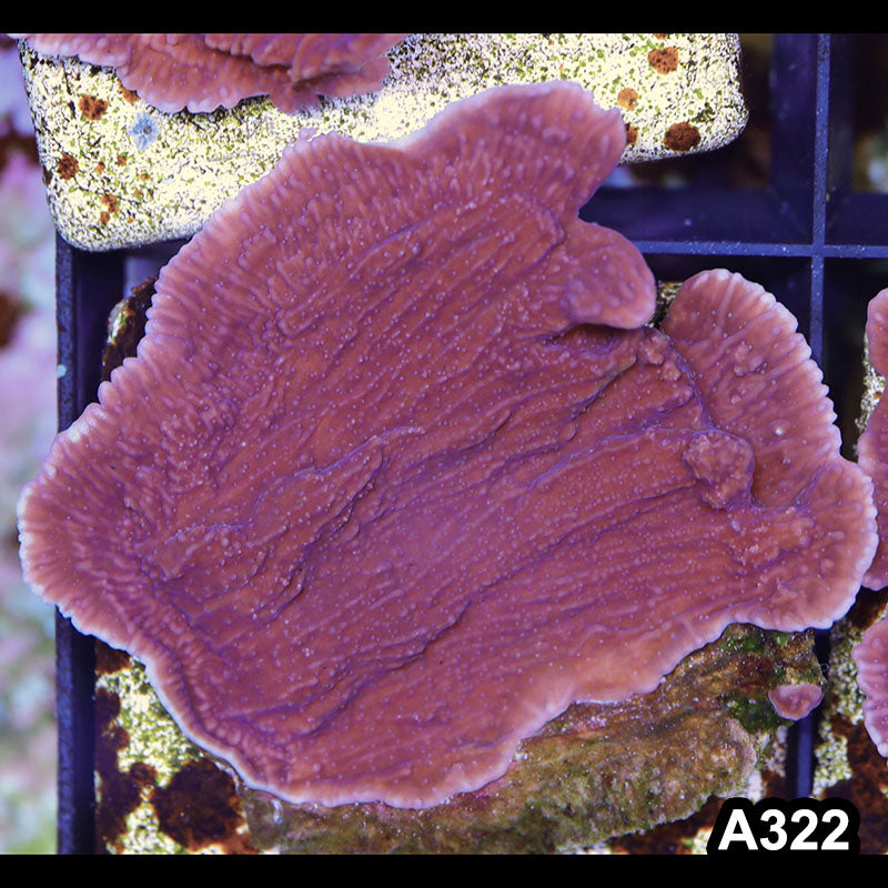 Item#A322SP2322(M) WYSIWYG Cultured Purple Montipora Cap. Small Colony