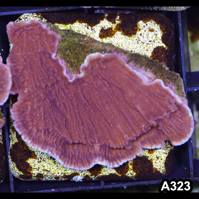 Item#A323SP2323(M) WYSIWYG Cultured Purple Montipora Cap. Small Colony