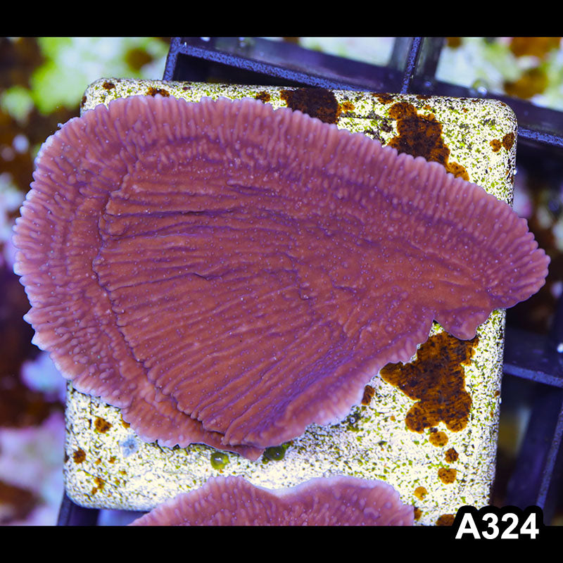 Item#A324SP2324(M) WYSIWYG Cultured Purple Montipora Cap. Small Colony