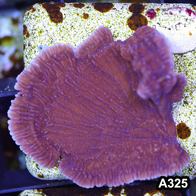 Item#A325SP2325(M) WYSIWYG Cultured Purple Montipora Cap. Small Colony