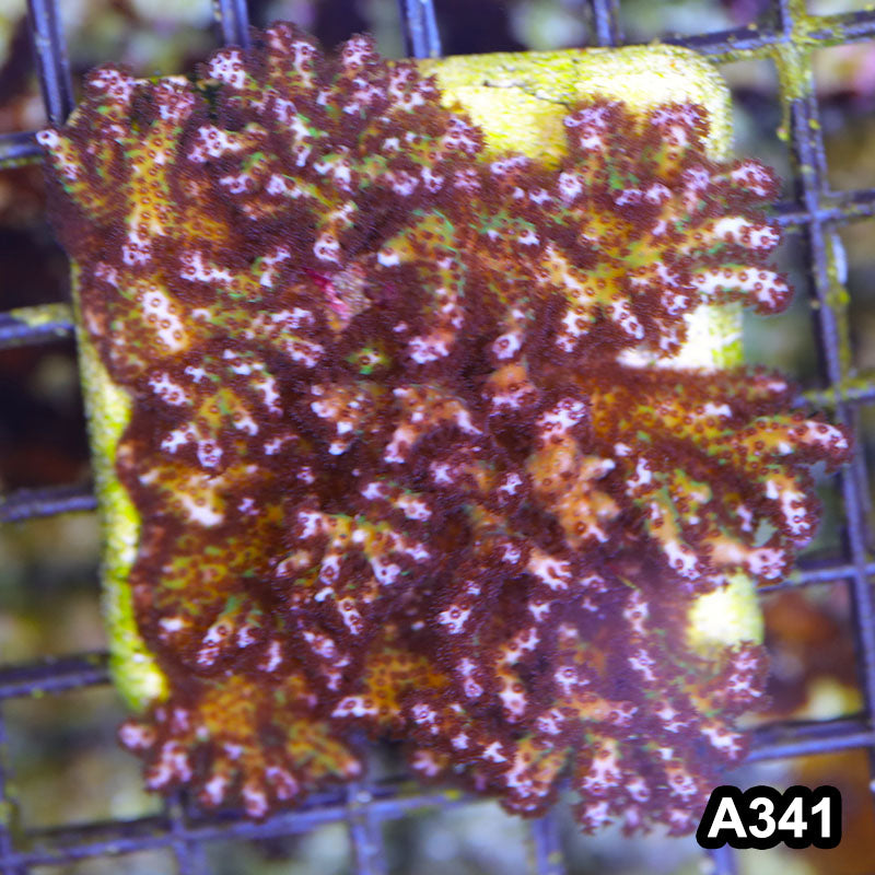 Item#A341SP2341(M) WYSIWYG Cultured Ultra Pocillopora Small Colony