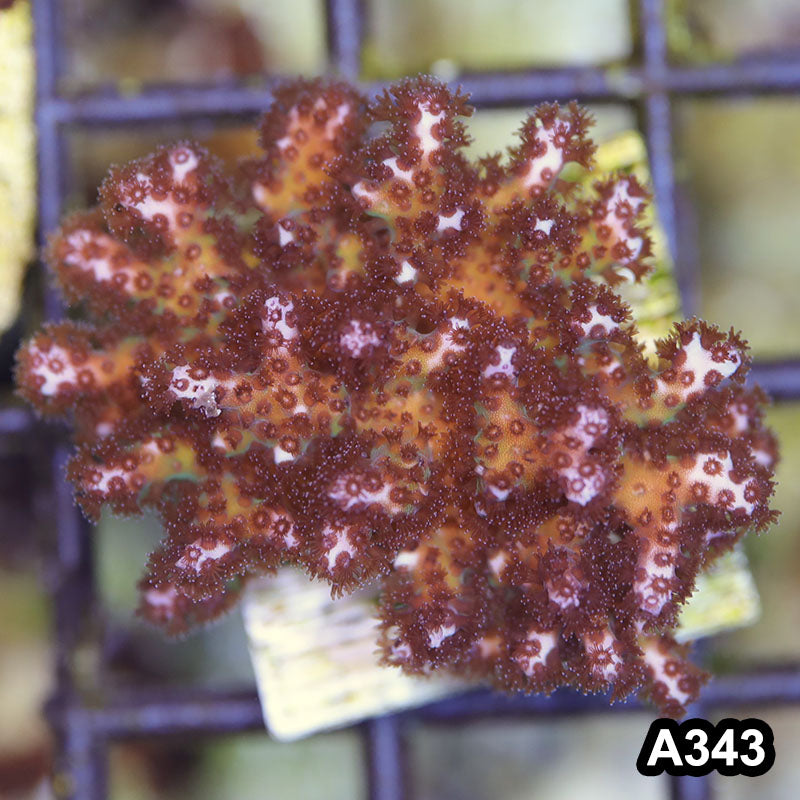 Item#A343SP2343(S) WYSIWYG Cultured Ultra Pocillopora Small Colony