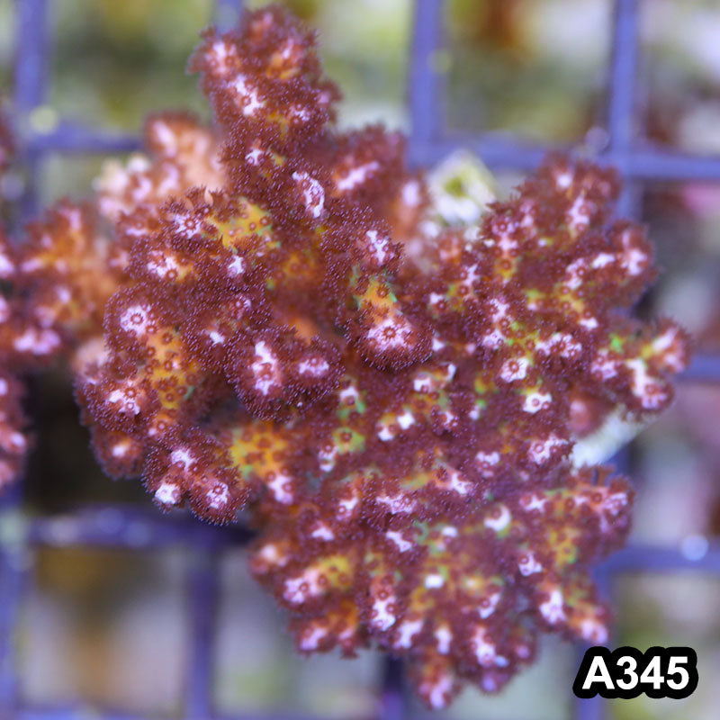 Item#A345SP2345(S) WYSIWYG Cultured Ultra Pocillopora Small Colony