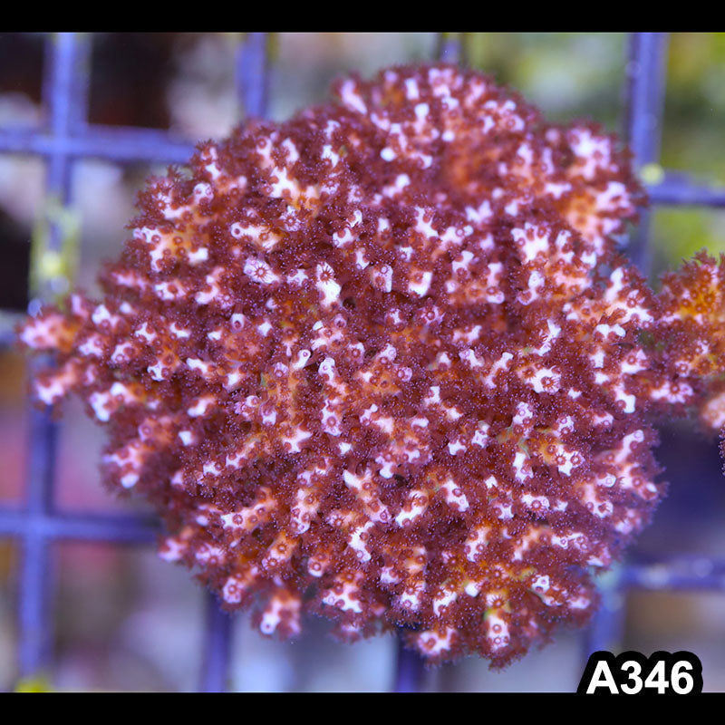 Item#A346SP2346(S) WYSIWYG Cultured Ultra Pocillopora Small Colony
