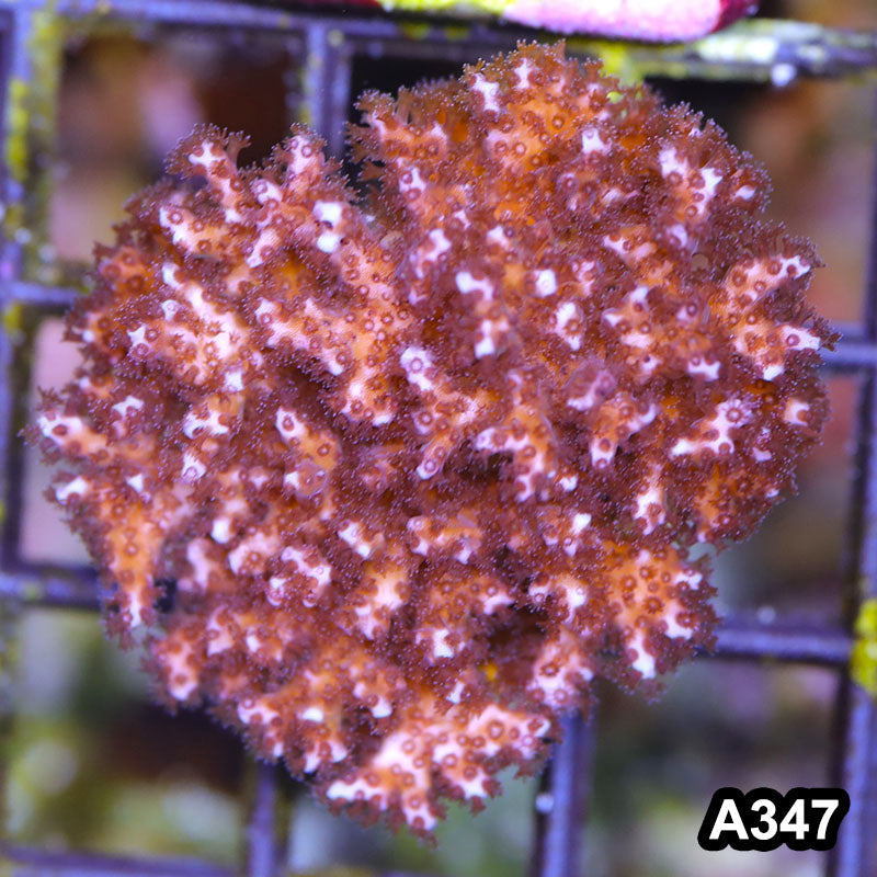 Item#A347SP2347(S) WYSIWYG Cultured Ultra Pocillopora Small Colony