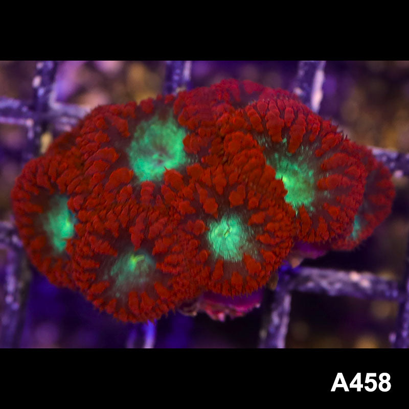 Item#A458RW8458(S) Hand Selected Aussie Ultra Red Blastomussa Frag