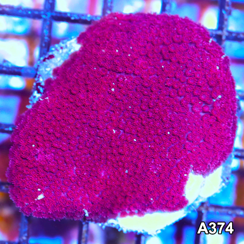 Item#A374IN2374(M) WYSIWYG Indo Reef Raft Ultra Short Polyp Goniopora Colony