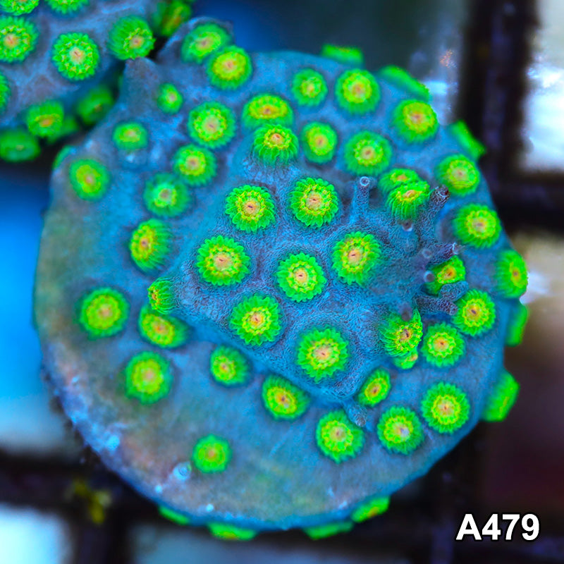 Item#A479FM2479(S) WYSIWYG Cultured Ultra Rare Sponge Bob Cyphastrea Frag