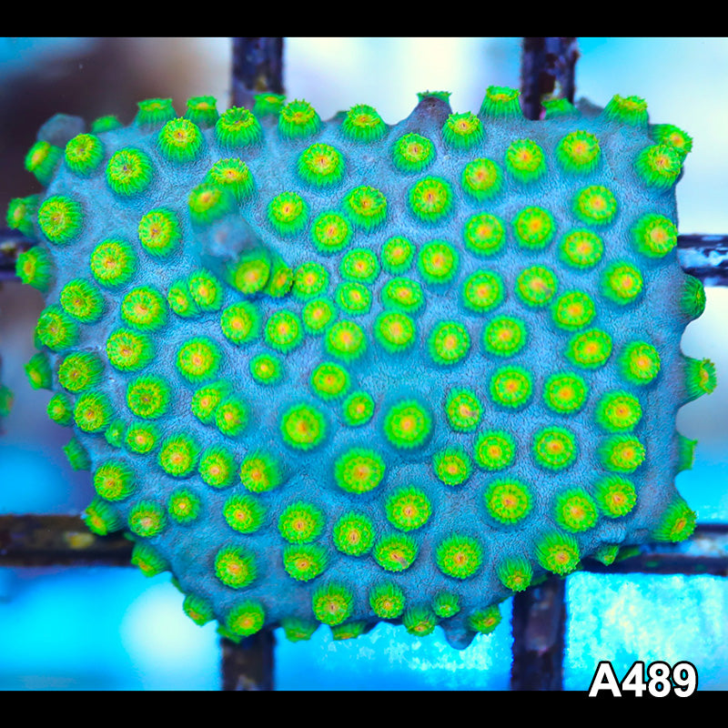 Item#A489FM2489(S) WYSIWYG Cultured Ultra Rare Sponge Bob Cyphastrea Large Frag