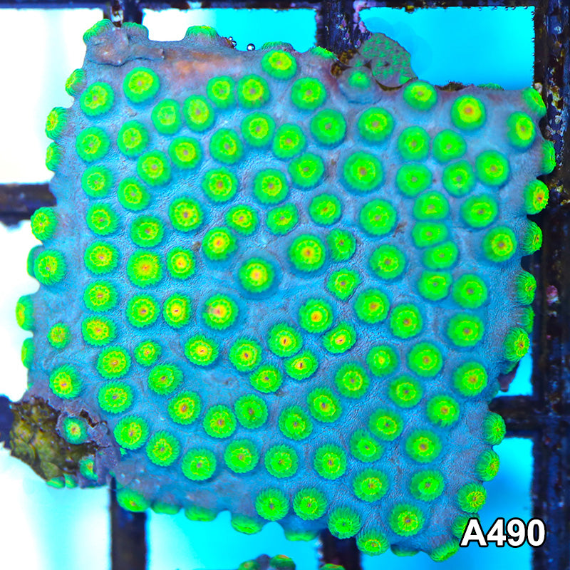 Item#A490FM2490(S) WYSIWYG Cultured Ultra Rare Sponge Bob Cyphastrea Large Frag