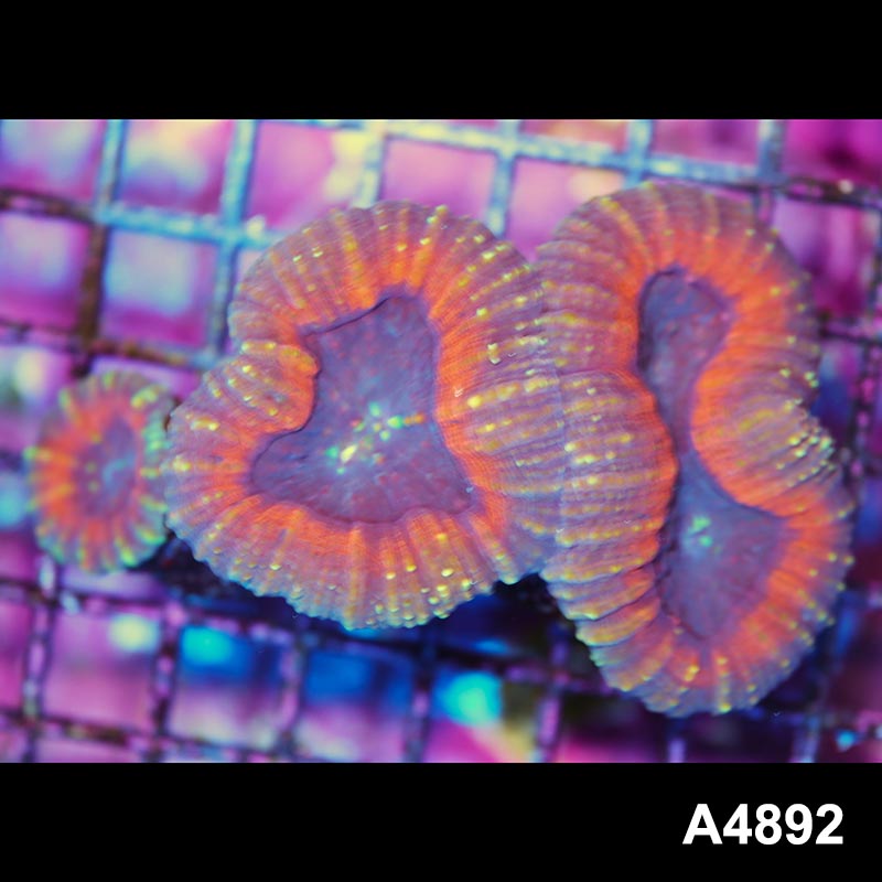 Item#A4892IN4892(M) WYSIWYG Australian Ultra Lobophyllia