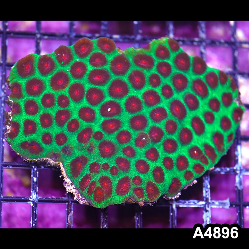 Item#A4896IN4896(M) WYSIWYG Australian Ultra Watermelon Favia Colony