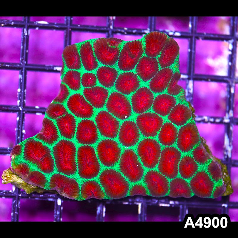 Item#A4900IN4900(S) WYSIWYG Australian Ultra Watermelon Favia Colony