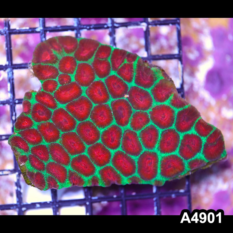 Item#A4901IN4901(S) WYSIWYG Australian Ultra Watermelon Favia Colony