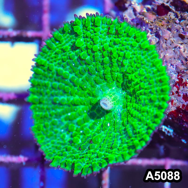 Item#A5088IN5088(S) WYSIWYG Australian Ultra Neon Green Rhodactis Single Mushroom