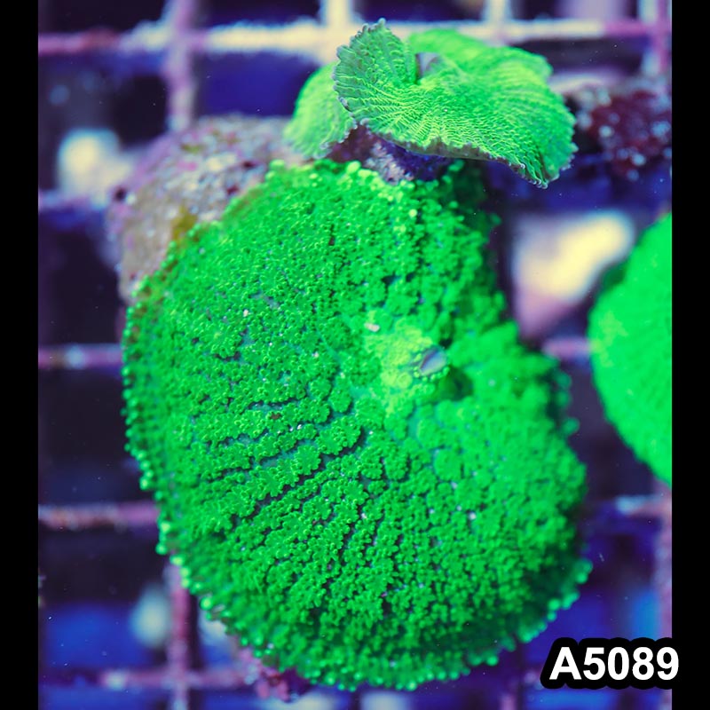 Item#A5089IN5089(S) WYSIWYG Australian Ultra Neon Green Rhodactis Mushrooms