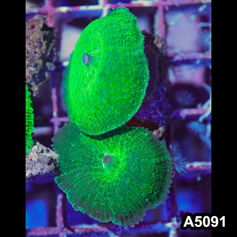 Item#A5091IN5091(S) WYSIWYG Australian Ultra Neon Green Rhodactis Double Mushroom