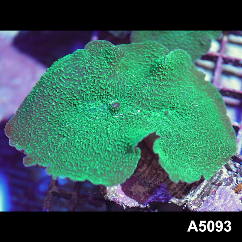 Item#A5093IN5093(M) WYSIWYG Indo Green Elephant Ear Mushroom