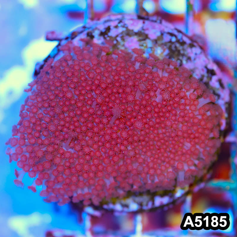 Item#A5185IN5185(M) WYSIWYG Indo Maricultured Ultra Red Short Polyp Goniopora Colony