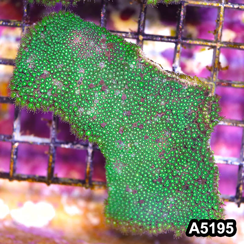 Item#A5195IN5195(M) WYSIWYG Australian Ultra Short Polyp Goniopora Colony