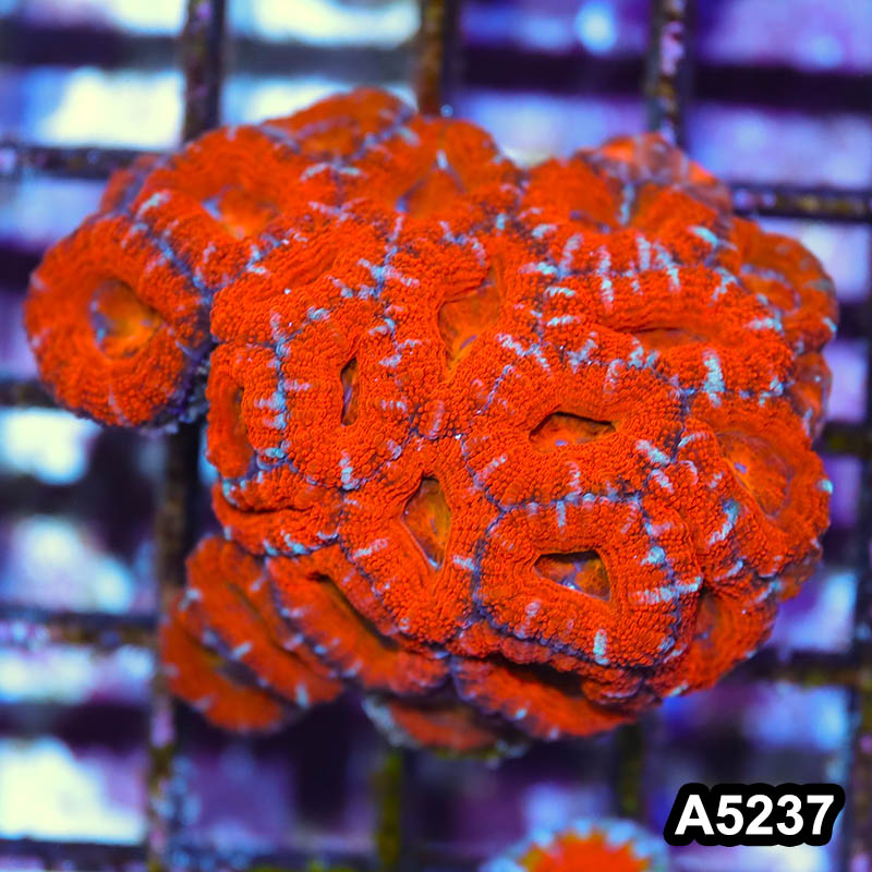 Item#A5237IN5237(S) WYSIWYG Australian Unique Rainbow Acan Lord Colony