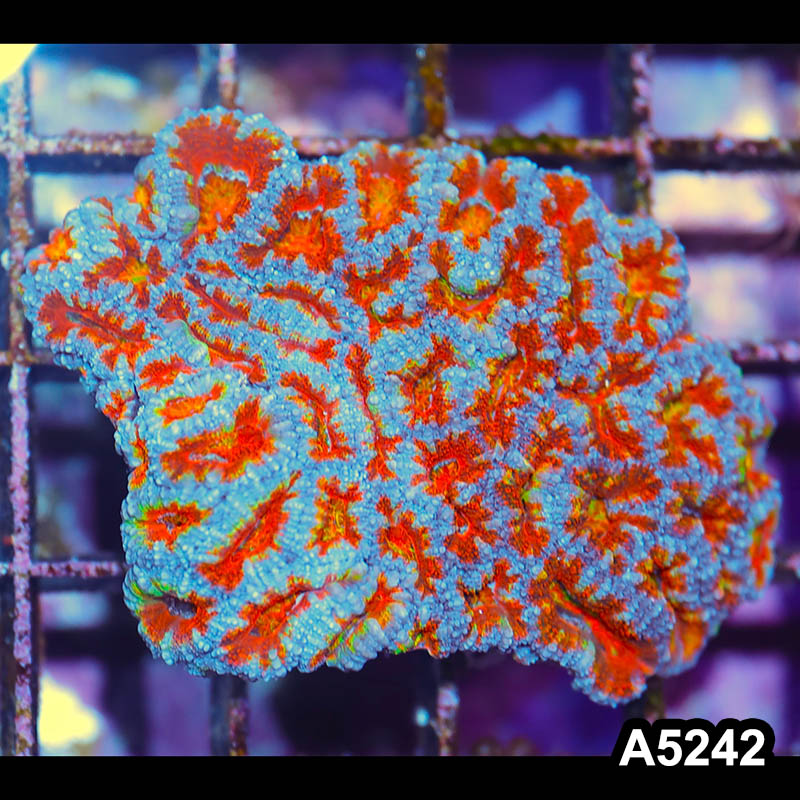 Item#A5242IN5242(S) WYSIWYG Australian Unique Rainbow Acan Lord Colony