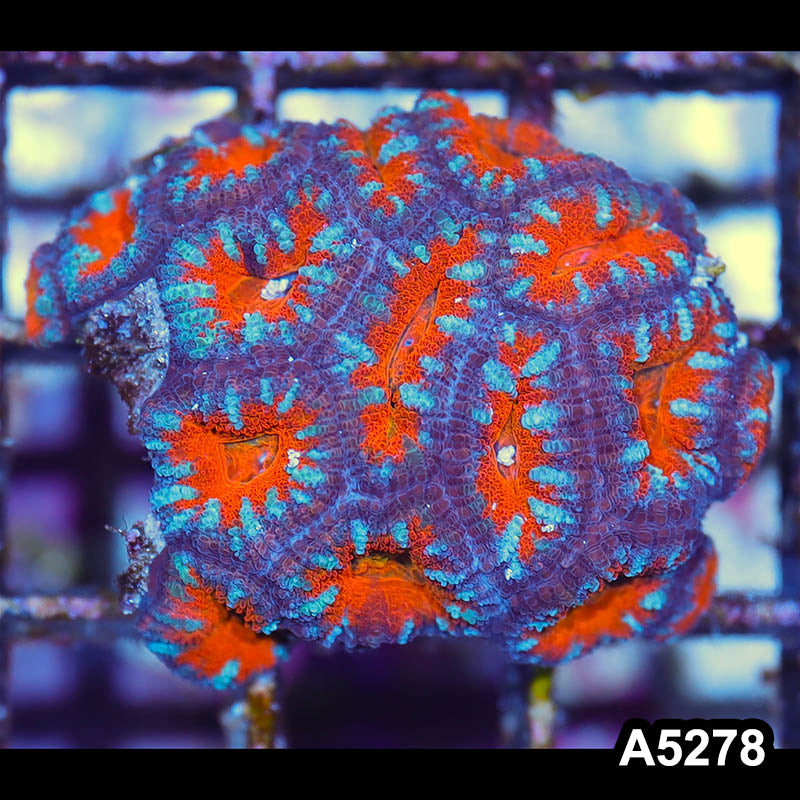 Item#A5278IN5278(S) WYSIWYG Australian Unique Rainbow Acan Lord Mini Colony