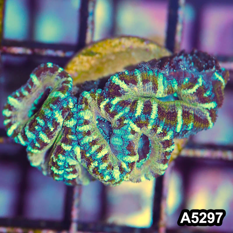 Item#A5297IN5297(S) WYSIWYG Australian Rainbow Acan Lord Frag