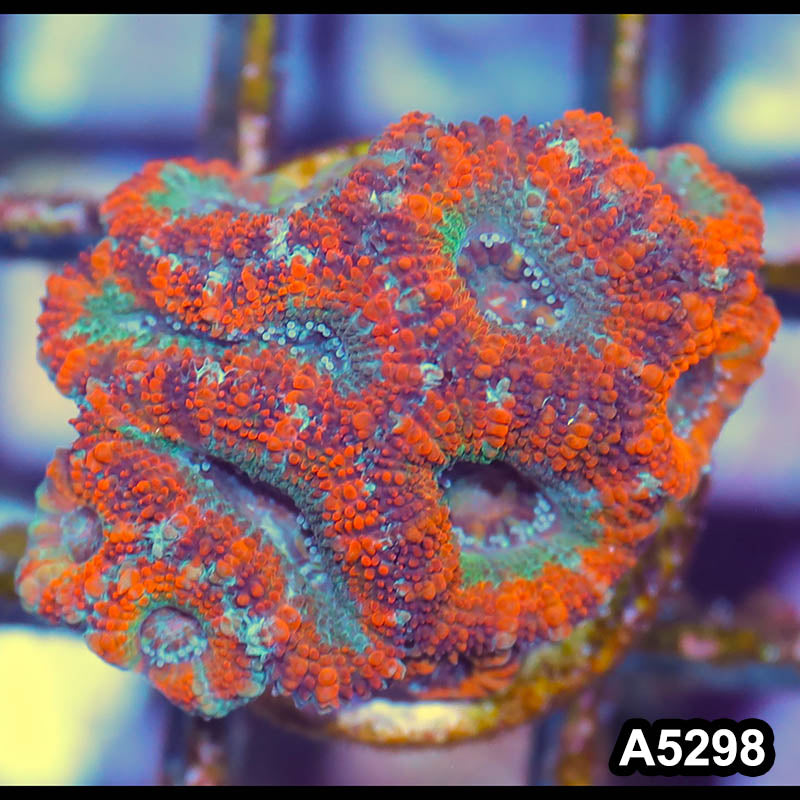 Item#A5298IN5298(S) WYSIWYG Australian Rainbow Acan Lord Frag