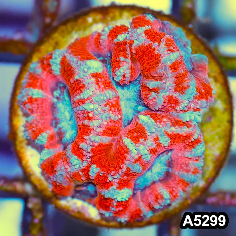 Item#A5299IN5299(S) WYSIWYG Australian Ultra Acan Lord Frag