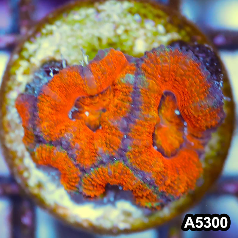 Item#A5300IN5300(S) WYSIWYG Australian Rainbow Acan Lord Frag