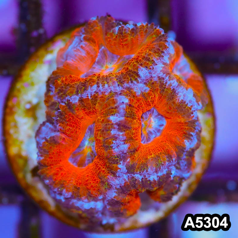 Item#A5304IN5304(S) WYSIWYG Australian Rainbow Acan Lord Frag