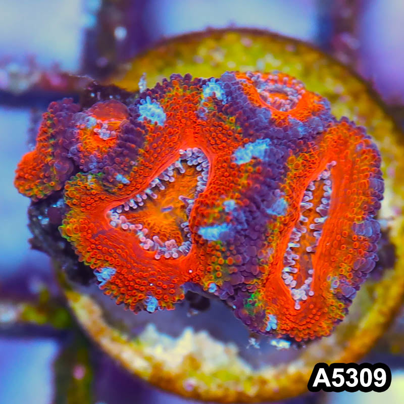 Item#A5309IN5309(S) WYSIWYG Australian Rainbow Acan Lord Frag