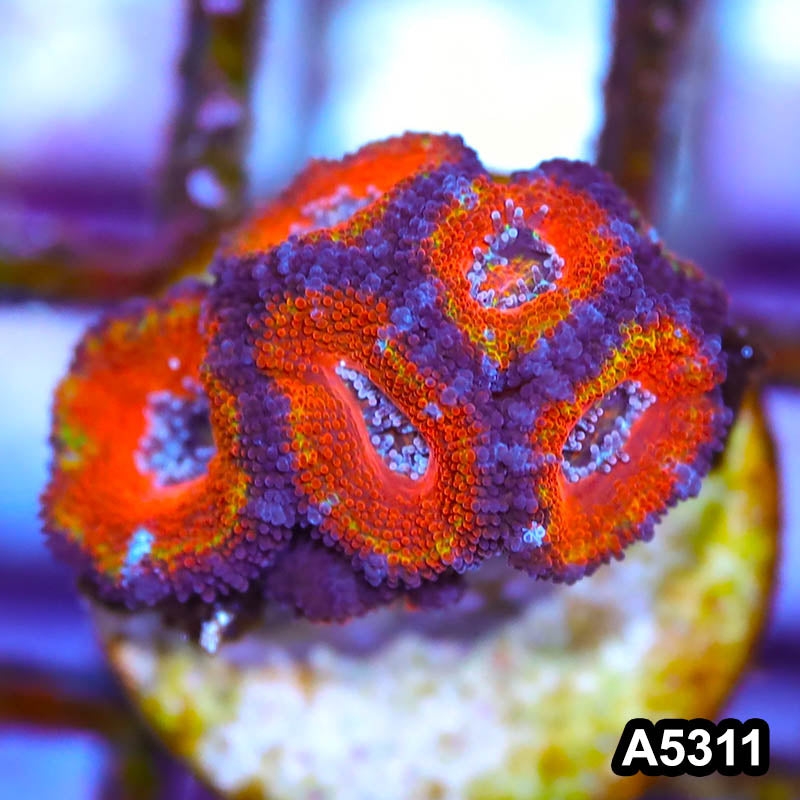 Item#A5311IN5311(S) WYSIWYG Australian Rainbow Acan Lord Frag