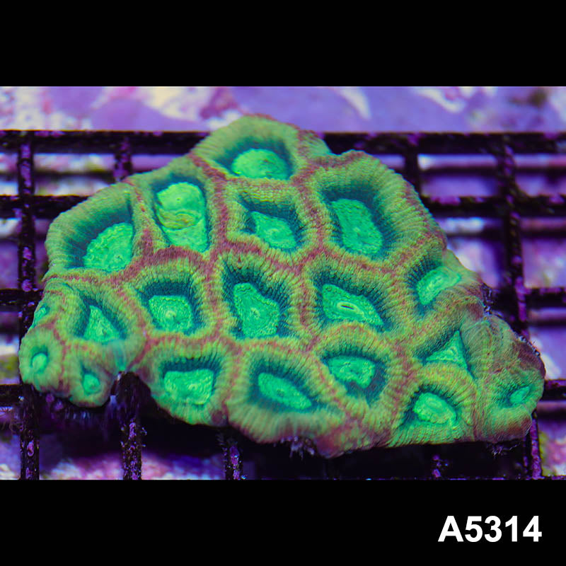 Item#A5314IN5314(M) WYSIWYG Australian Ultra Unique Reverse Prism Favia Colony