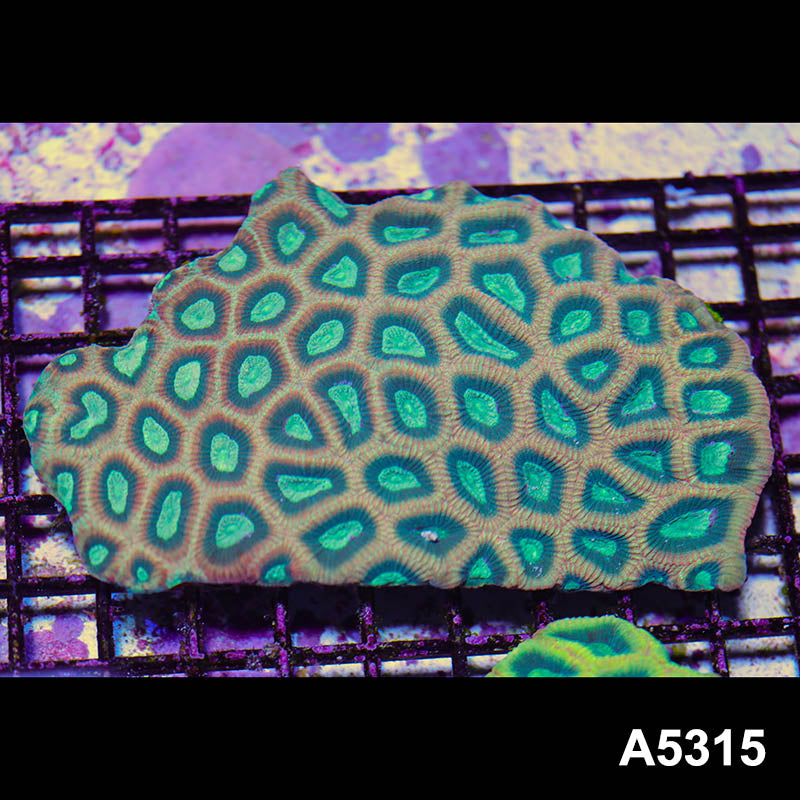 Item#A5315IN5315(L) WYSIWYG Australian Ultra Unique Reverse Prism Favia Colony