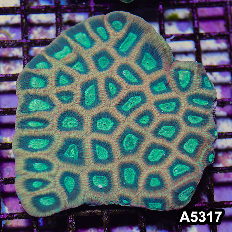 Item#A5317IN5317(M) WYSIWYG Australian Ultra Unique Reverse Prism Favia Colony