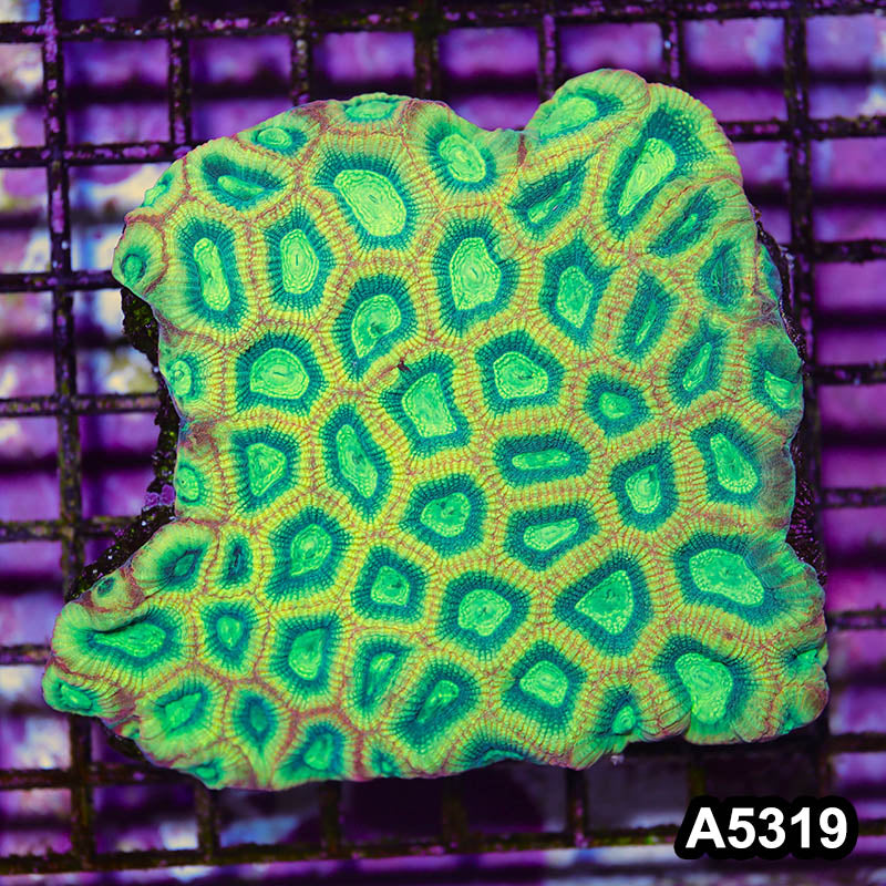 Item#A5319IN5319(L) WYSIWYG Australian Ultra Unique Reverse Prism Favia Colony