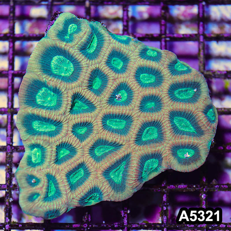 Item#A5321IN5321(L) WYSIWYG Australian Ultra Unique Reverse Prism Favia Colony