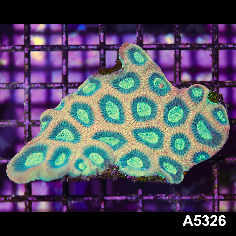 Item#A5326IN5326(S) WYSIWYG Australian Ultra Unique Reverse Prism Favia Colony