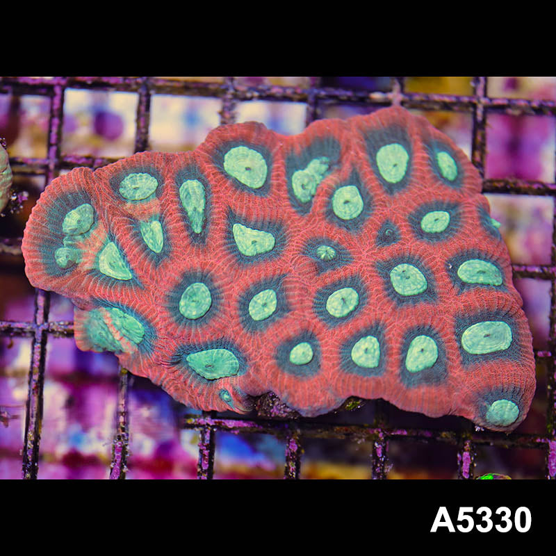 Item#A5330IN5330(M) WYSIWYG Australian Ultra Unique Reverse Prism Favia Colony