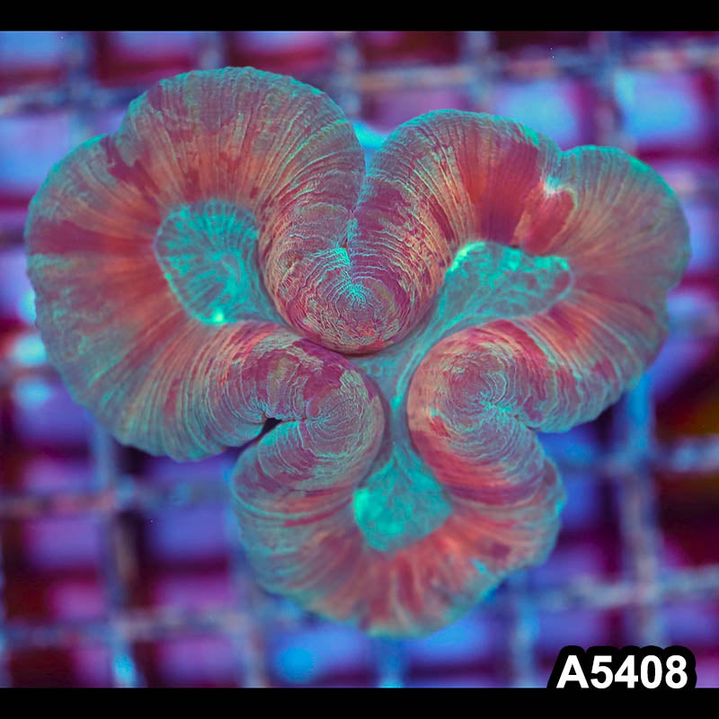 Item#A5408IN5408(S) WYSIWYG Indo Ultra Unique Trachyphyllia