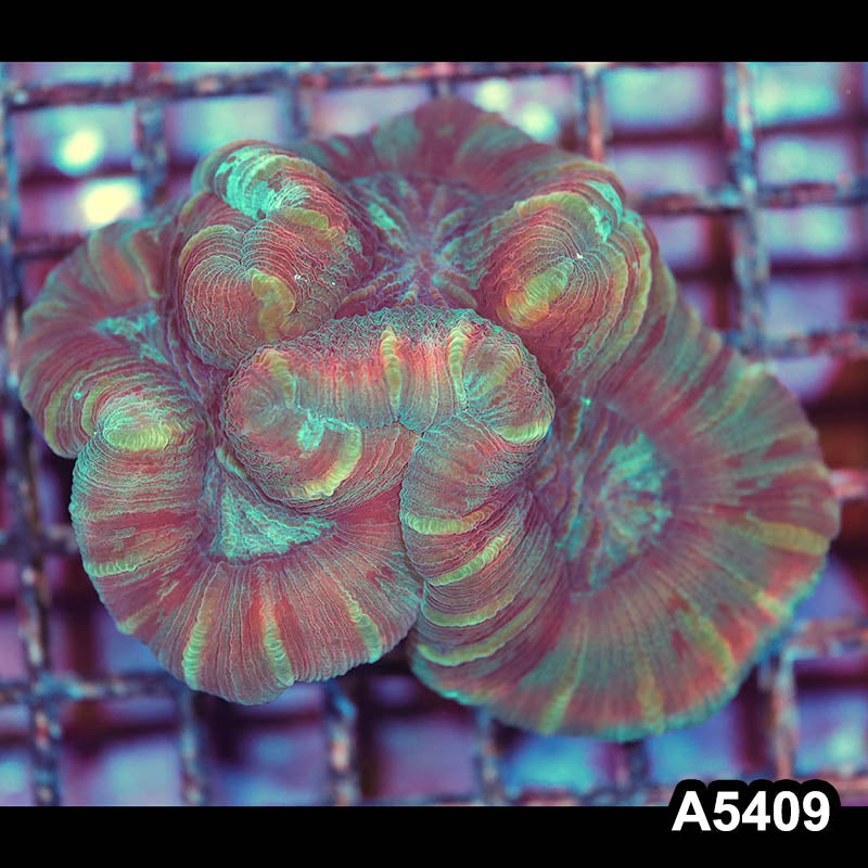 Item#A5409IN5409(M) WYSIWYG Indo Ultra Unique Trachyphyllia