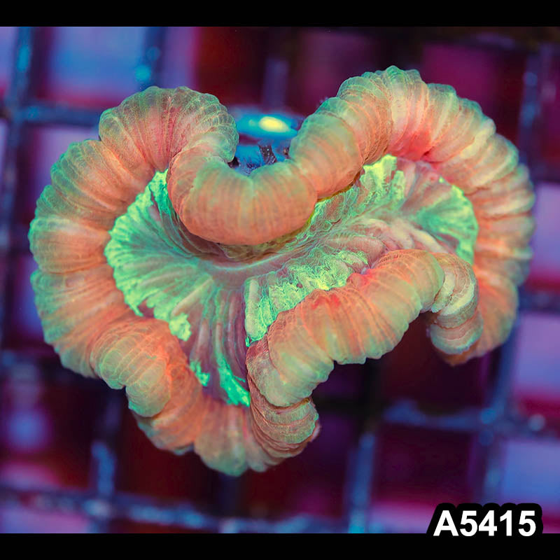 Item#A5415IN5415(M) WYSIWYG Indo Ultra Unique Trachyphyllia