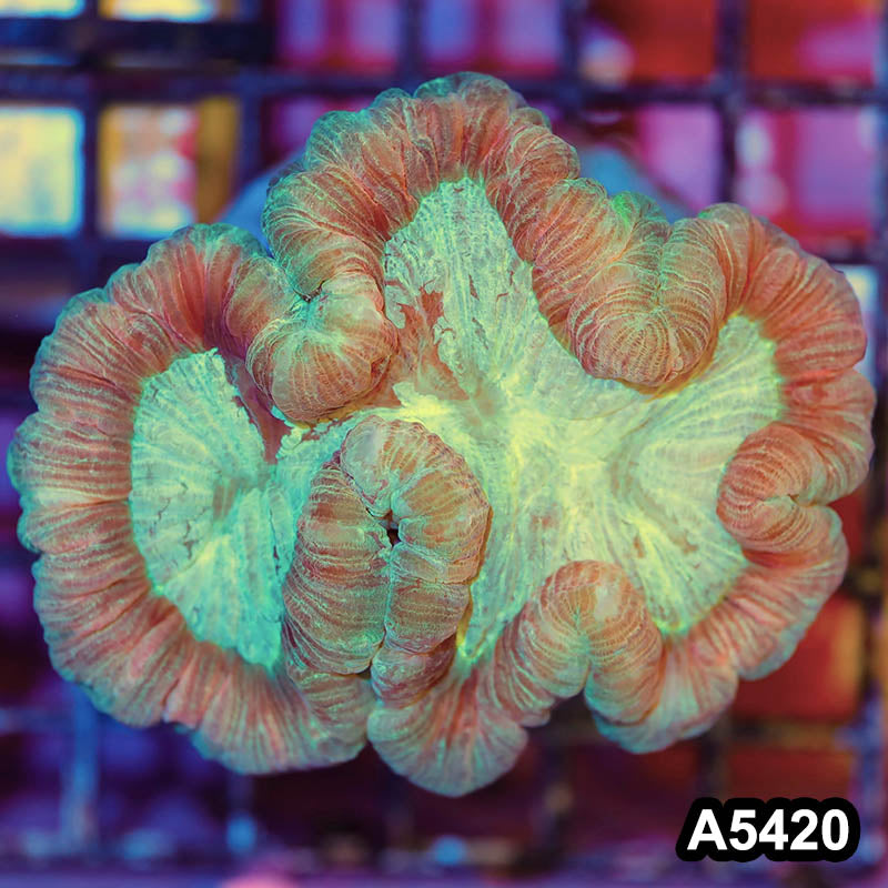 Item#A5420IN5420(M) WYSIWYG Indo Ultra Unique Trachyphyllia