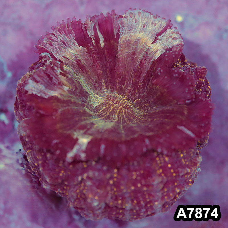 Item#A7874IN7874(S) WYSIWYG Indo Ultra Unique Acanthophyllia