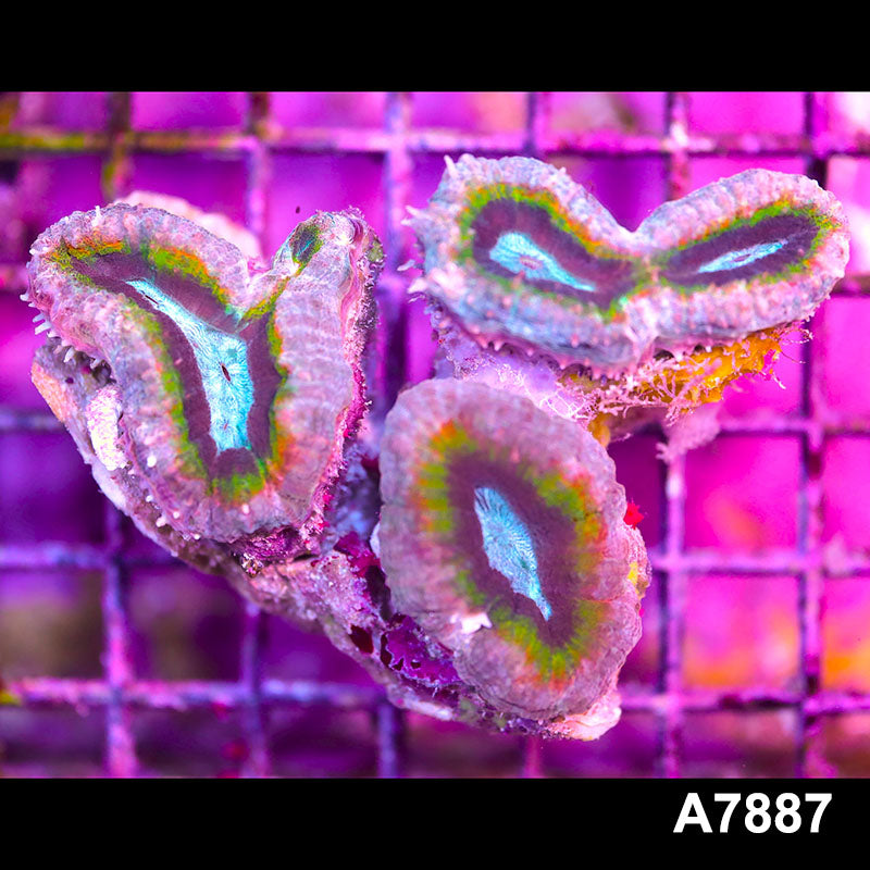 Item#A7887IN7887(M) WYSIWYG Aussie Rainbow Lobophyllia Colony